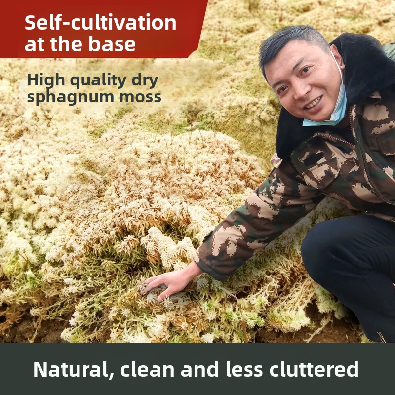 Grade A Dried Sphagnum Moss, N - Preserved Moss Sheet recension och pris